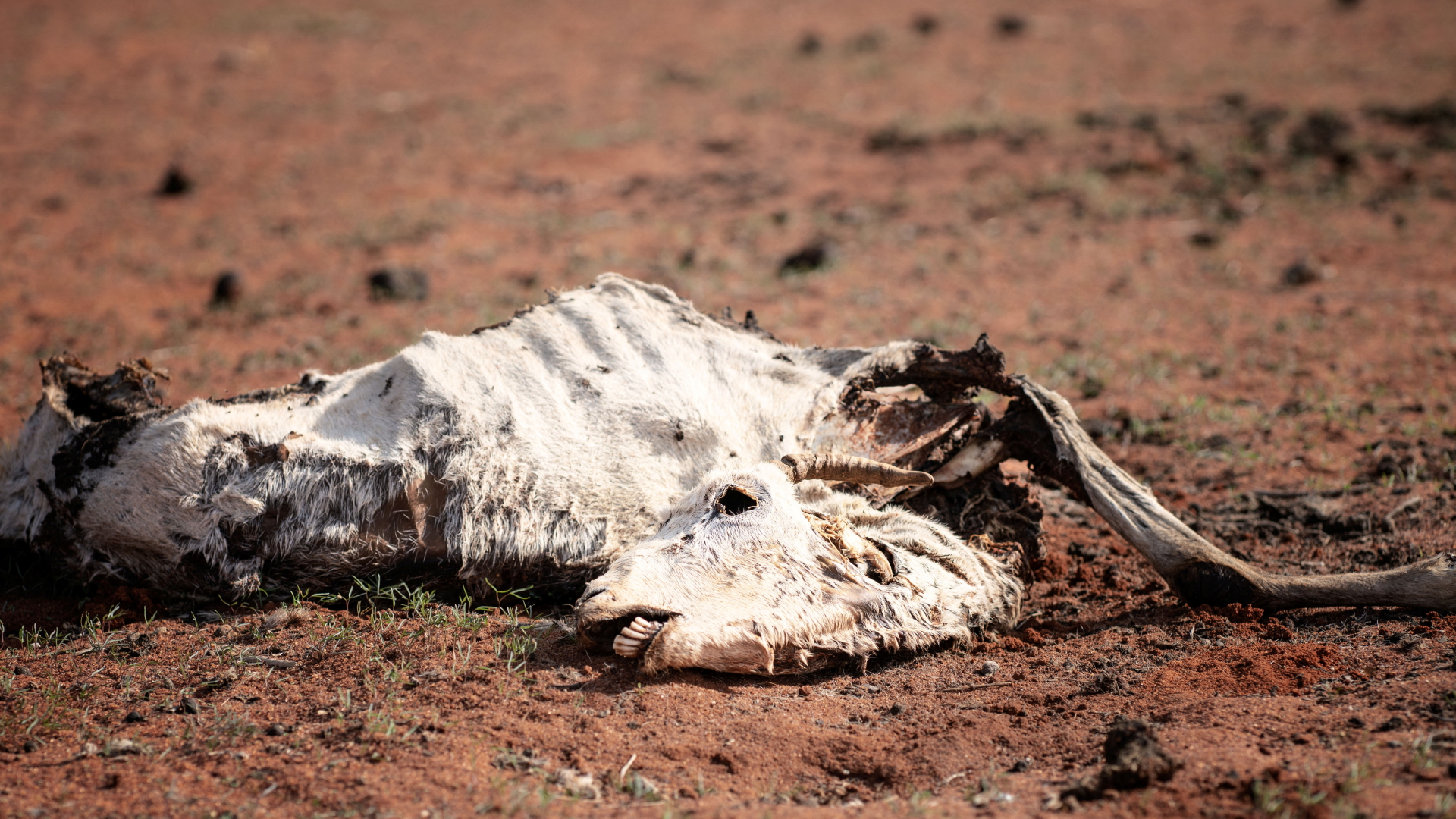 Das Skelett einer toten Ziege liegt in Kenia auf der Erde. (Archivbild)