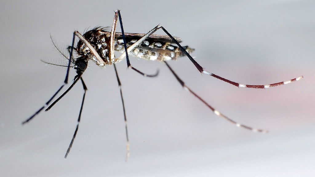 "Aedes aegypti"-Mücke in einem Labor
