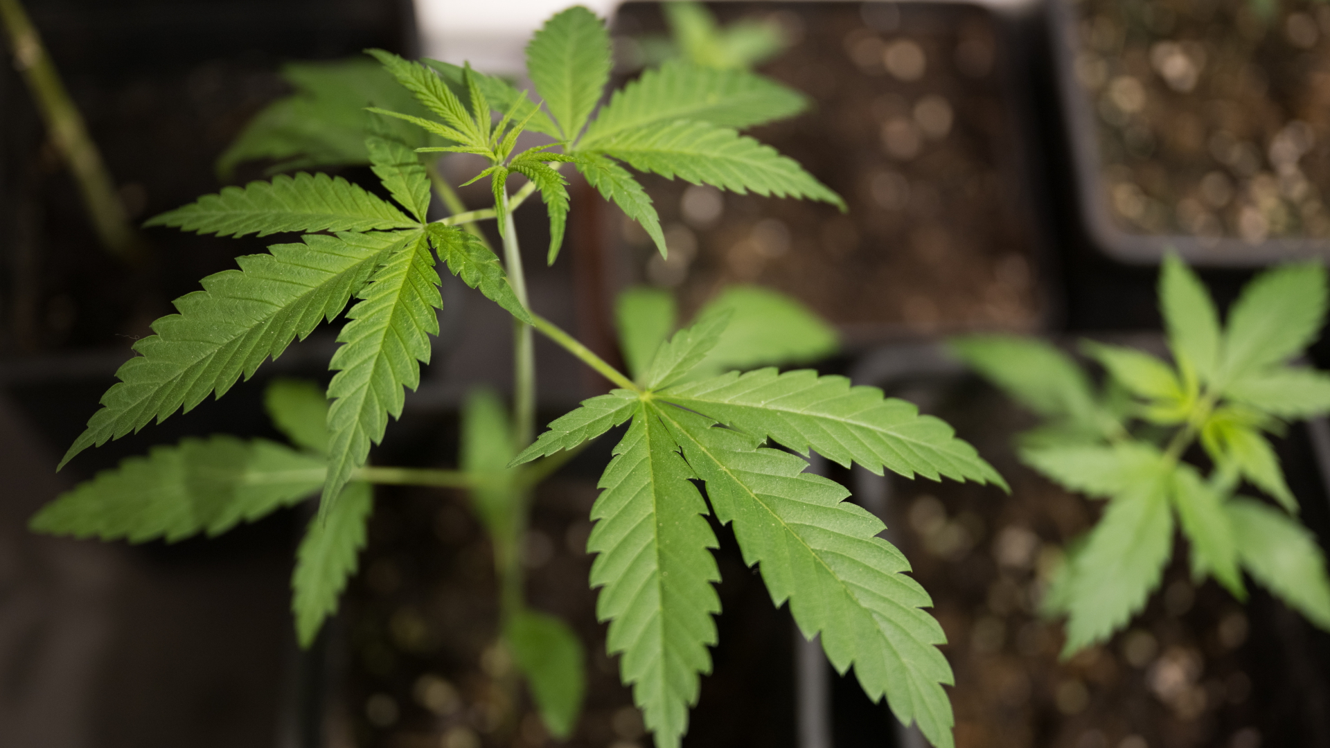 Cannabispflanzen (Mutterpflanzen) der Sorte GSC (Girl Scout Cookies) stehen in einem Aufzuchtszelt unter künstlicher Beleuchtung in einem Privatraum.