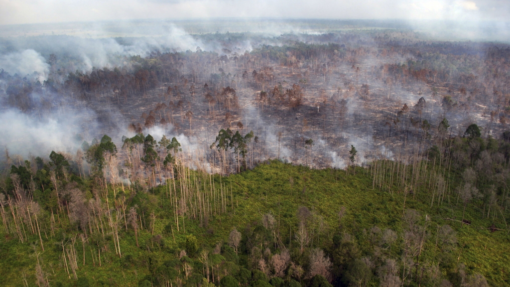 Weißer Qualm steig tine inem Waldgebiet auf. Eine große Fläche ist abgebrannt.