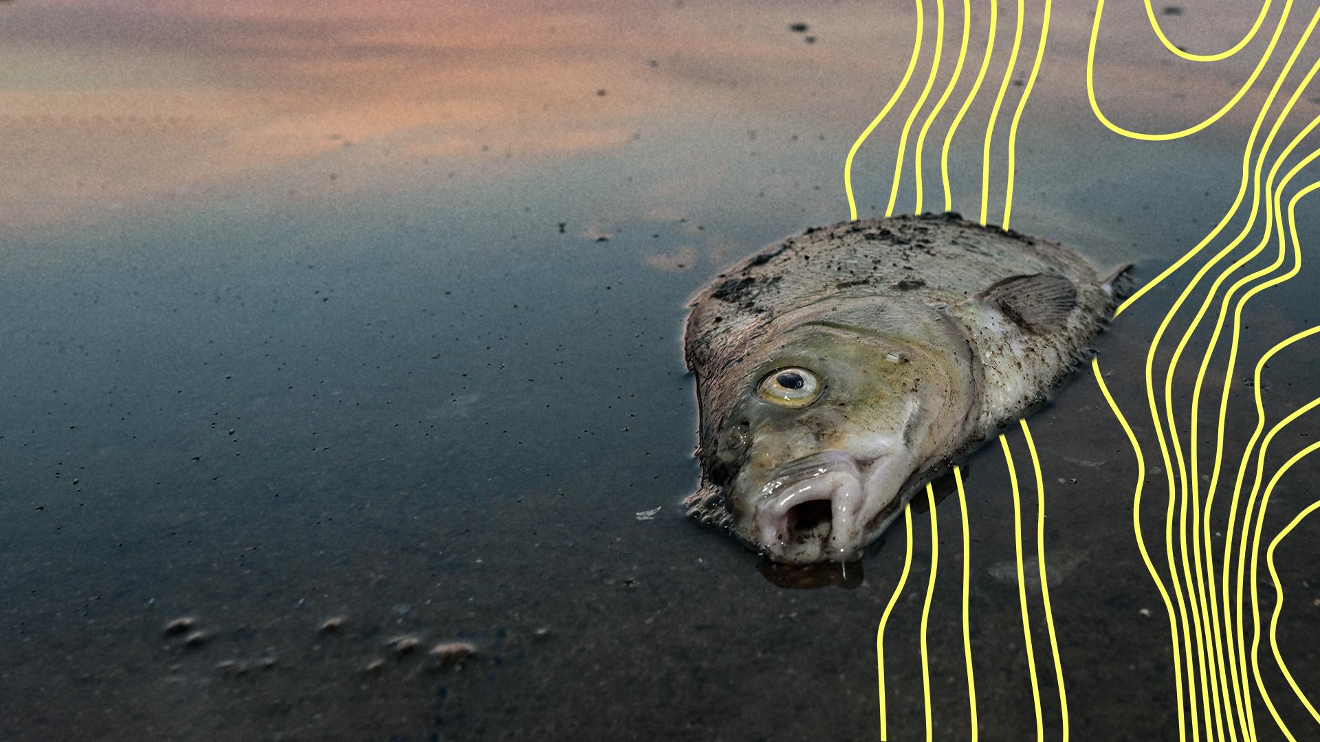 Ein toter Fisch liegt in einem Fluss | picture alliance / dpa / Patrick Pleul