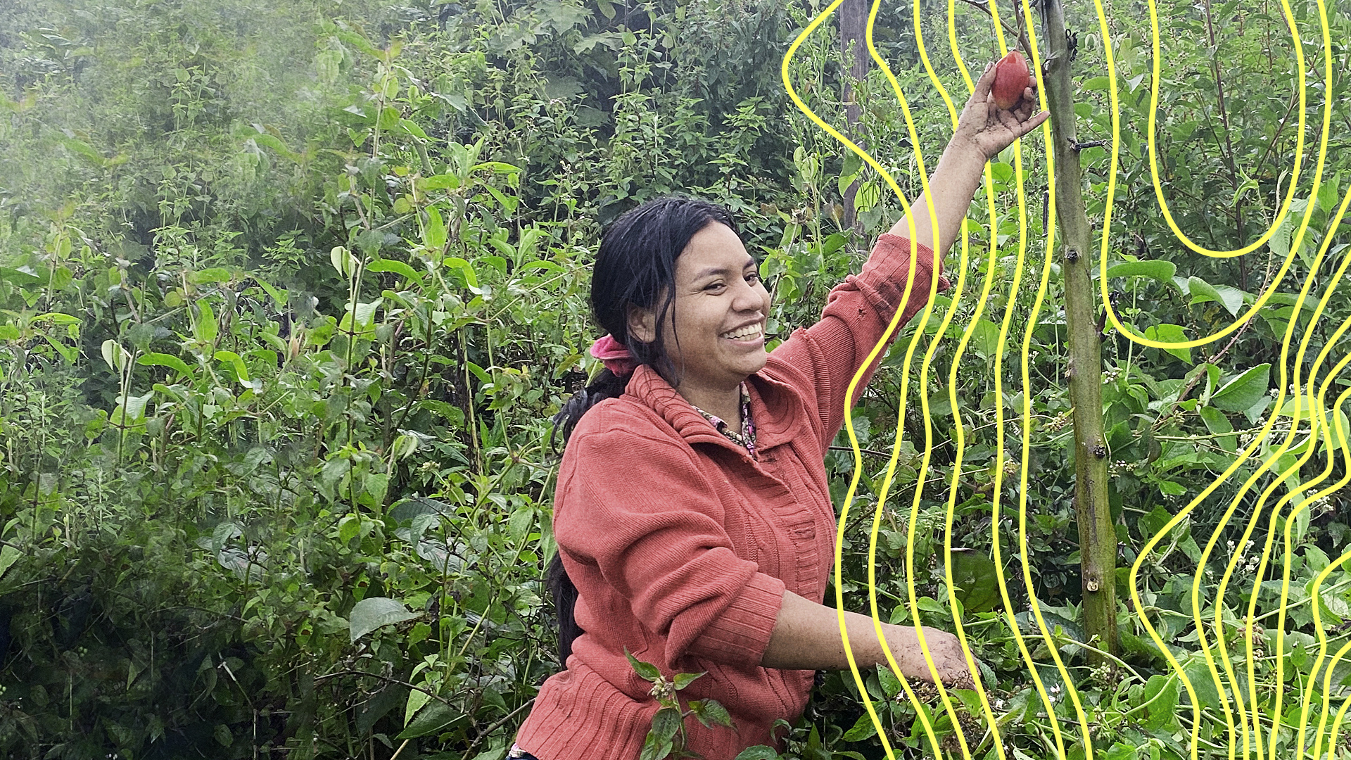 Cenaida Guachagmira pflückt eine Baumtomate auf ihrem Feld | Elisabeth Weydt