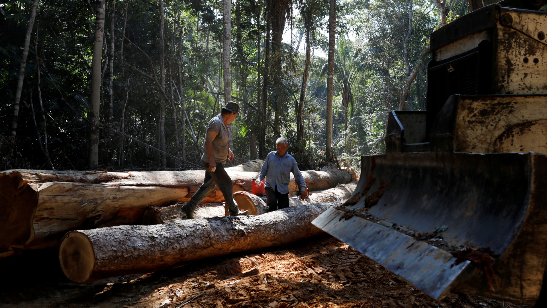Im brasilianischen Amazonas abgehölzte Baumstämme liegen zum Abtransport bereit | REUTERS