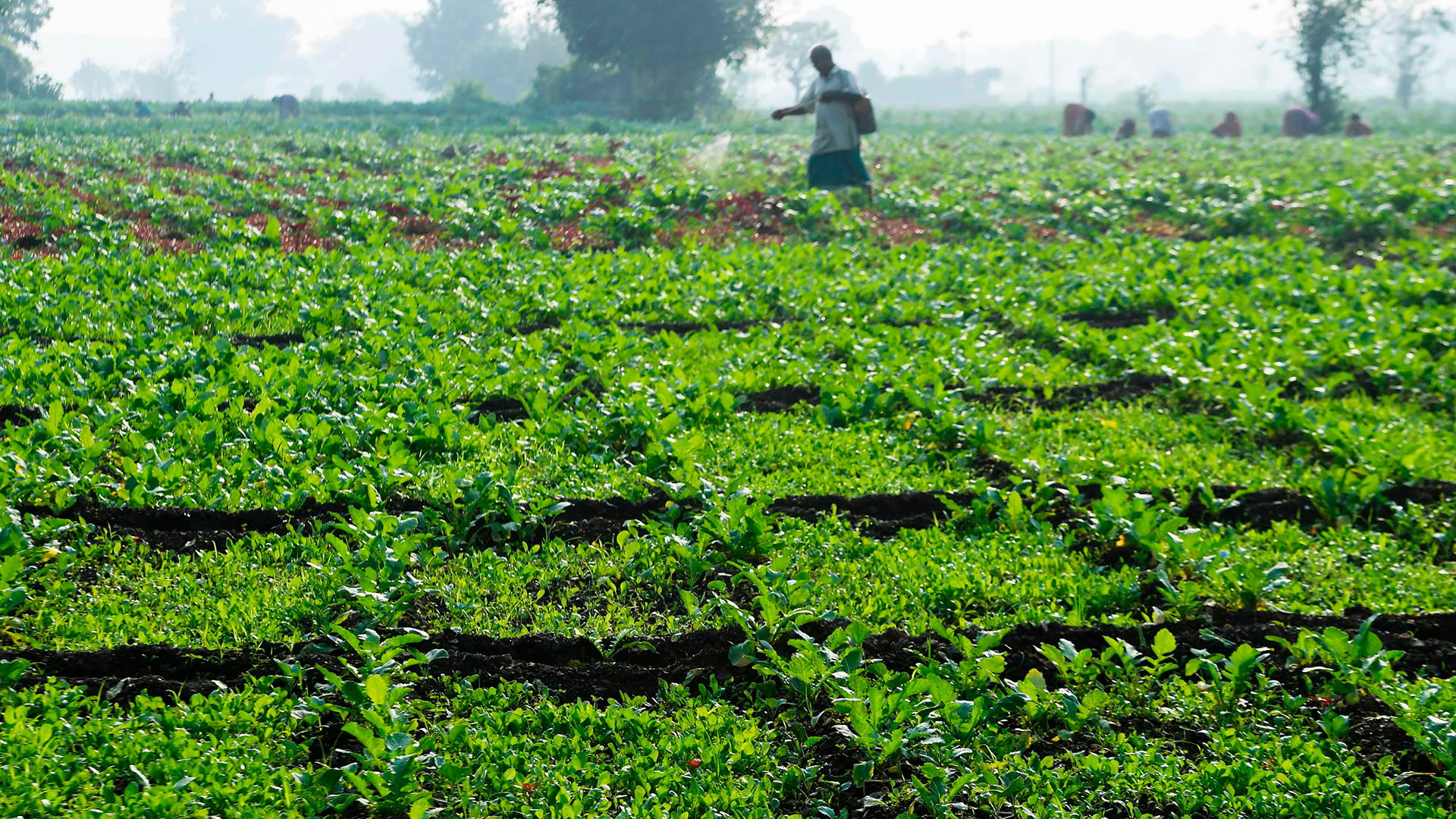 Ein Bauer versprüht auf seinem Feld bei Kalkutta Pestizide. | AFP