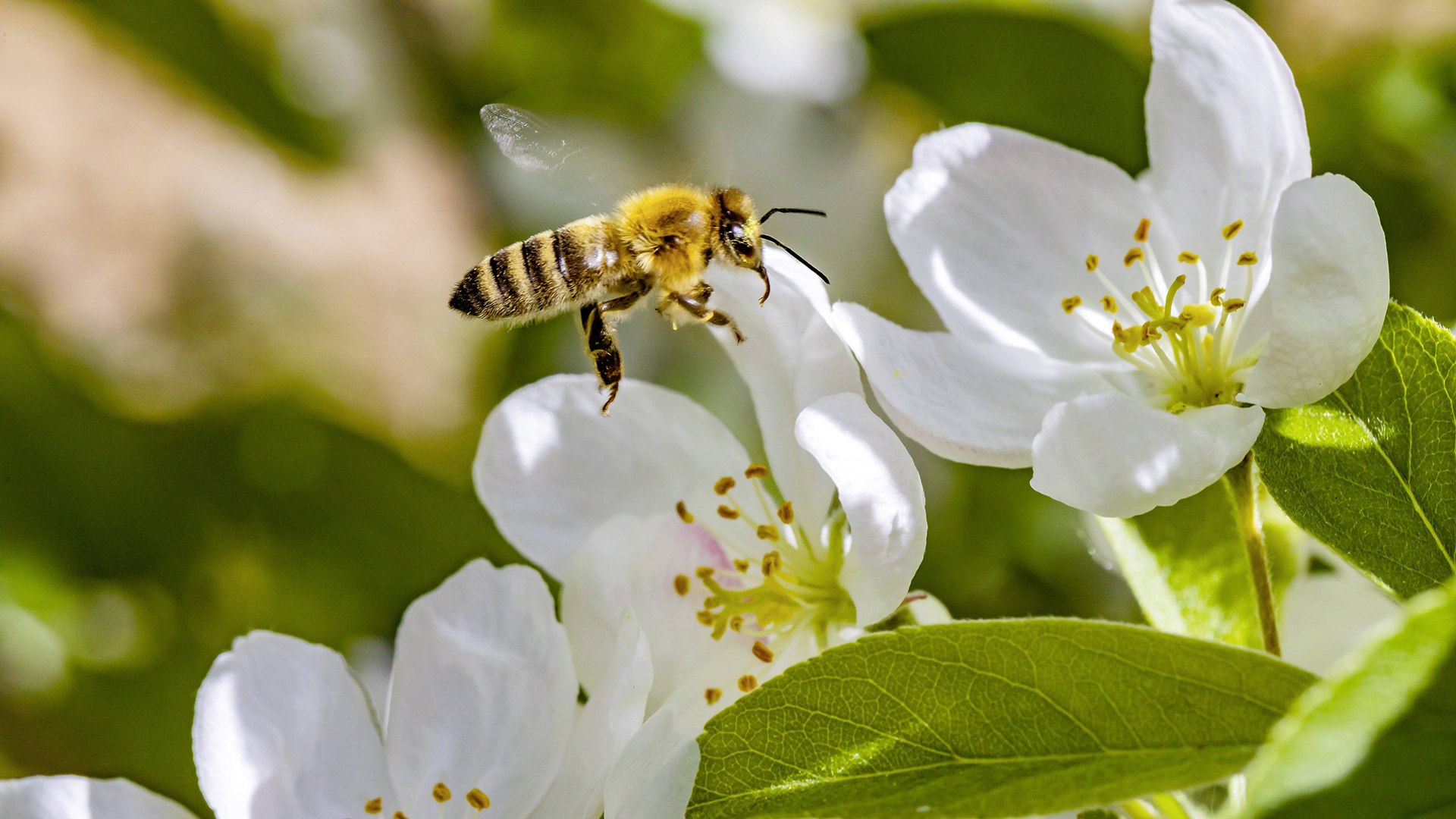 Eine Honigbiene fliegt über Apfelblüten hinweg | imago images / Arnulf Hettrich