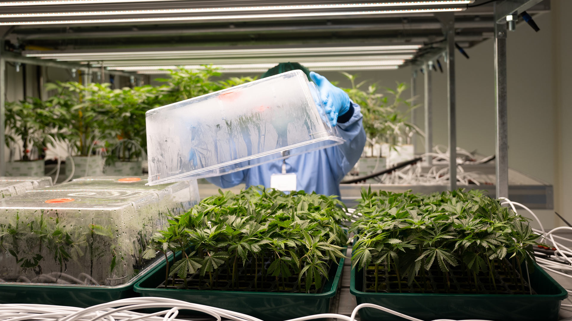 Cannabis-Jungpflanzen wachsen in einem Vegetationsraum des Pharmaunternehmens Demecan.  | picture alliance/dpa/dpa-Zentral