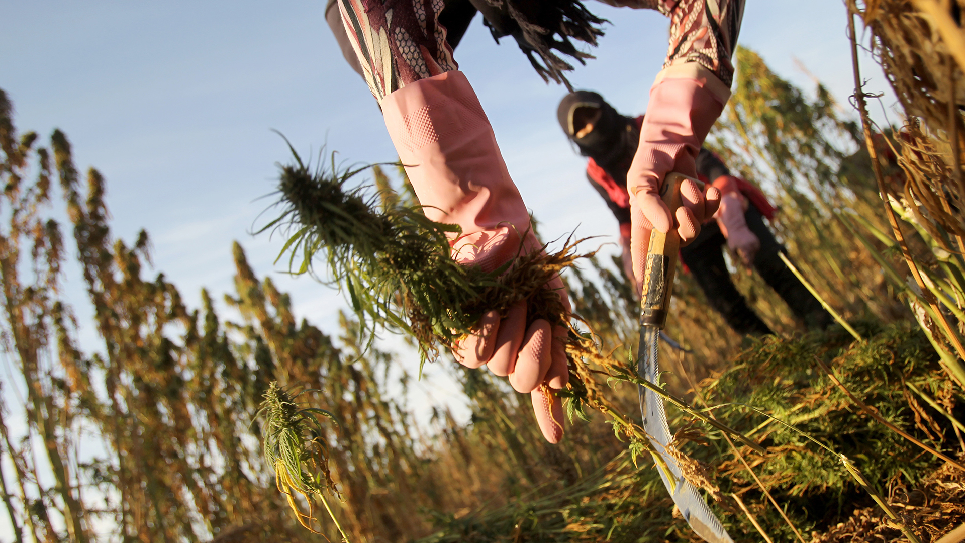 Syrische Flüchtlingsmädchen ernten auf einem Feld im Bekaa-Tal, Libanon Cannabispflanzen. (Archivbild: 07.10.2018) | picture alliance/dpa