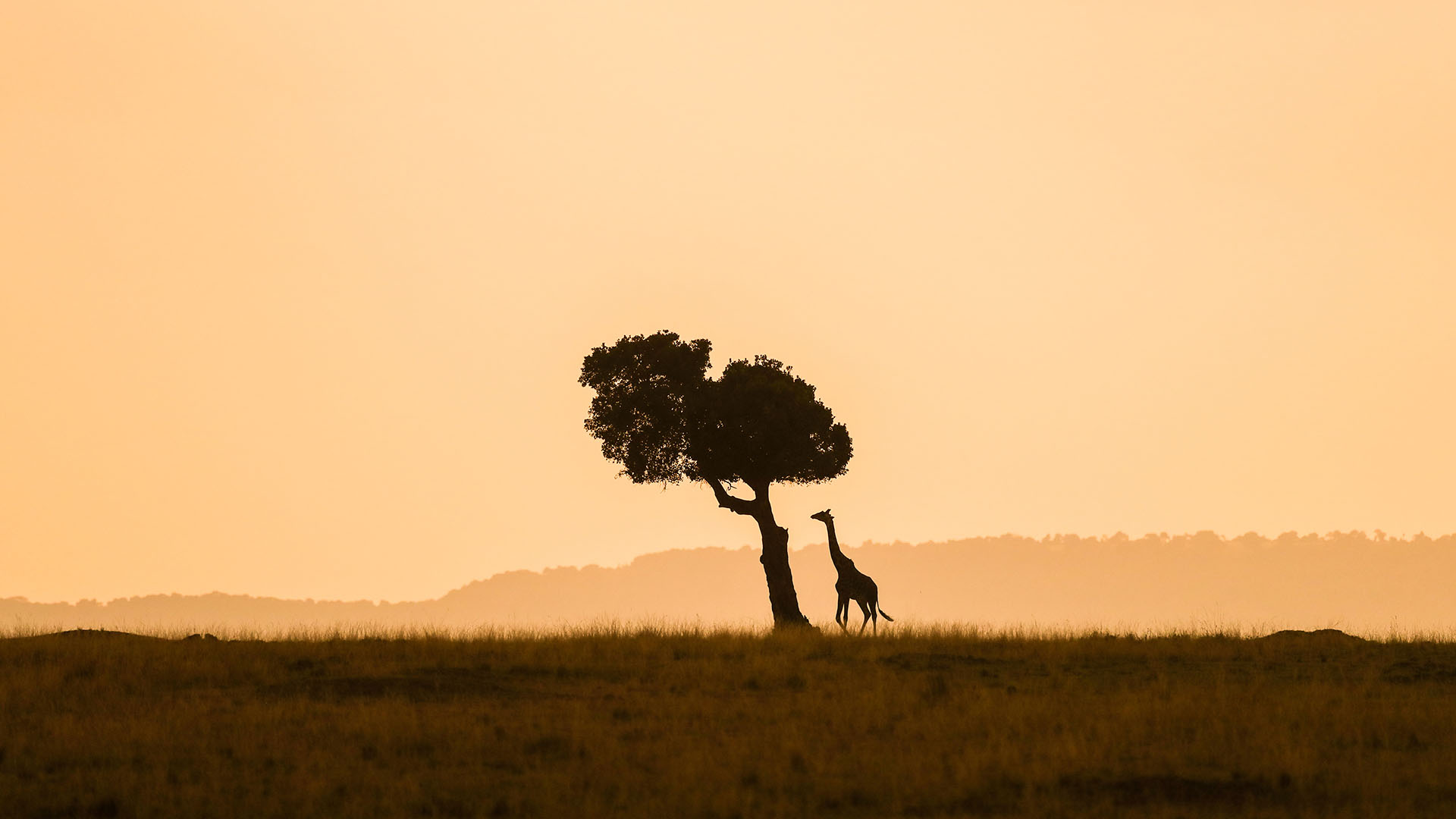 Silhouetten von Baum und Giraffe bei Sonnenuntergangsstimmung im "Maasai Mara Nationalreservat" in Kenia | picture alliance / Photoshot