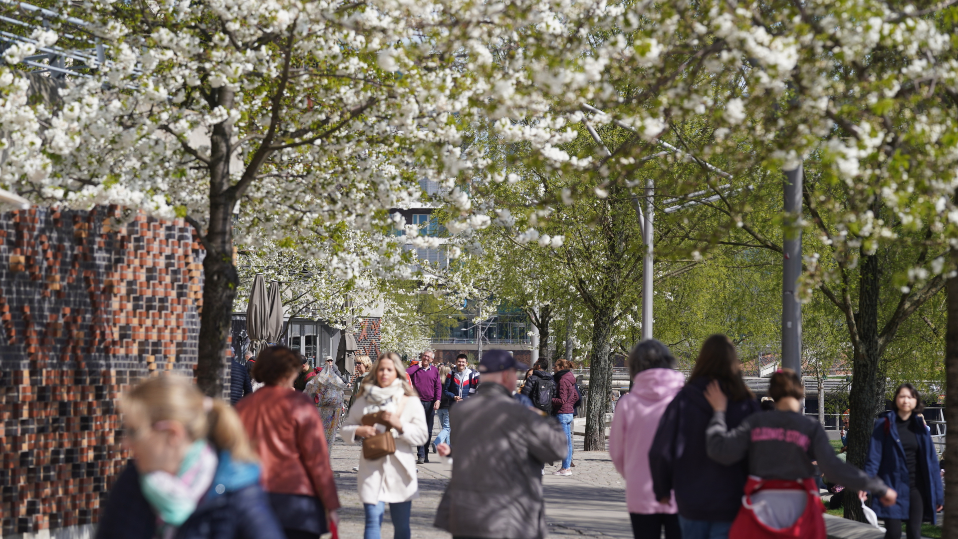 Menschen gehen bei sonnigem Frühlingswetter unter blühenden Bäumen durch die Hafencity | dpa