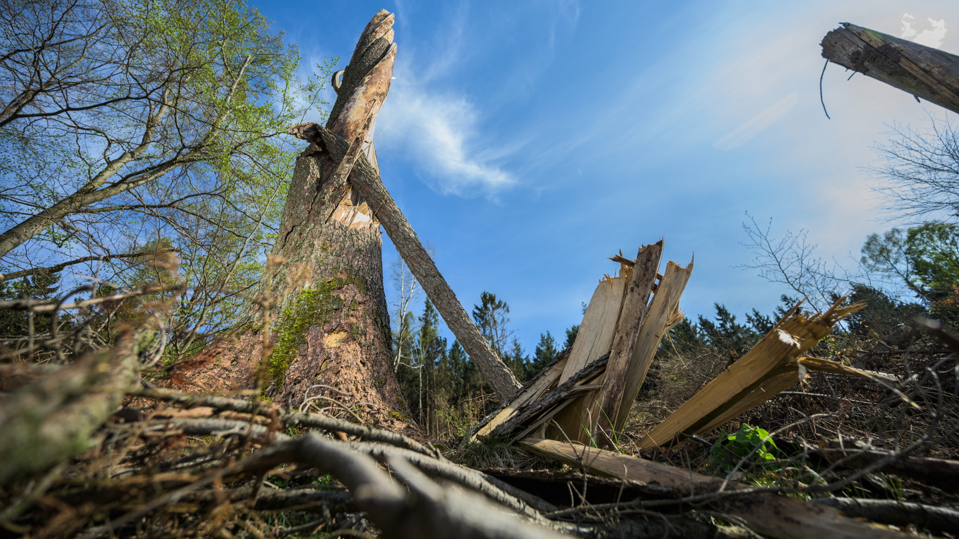 Abgebrochene Bäume und Äste in einem Wald in Hessen | dpa
