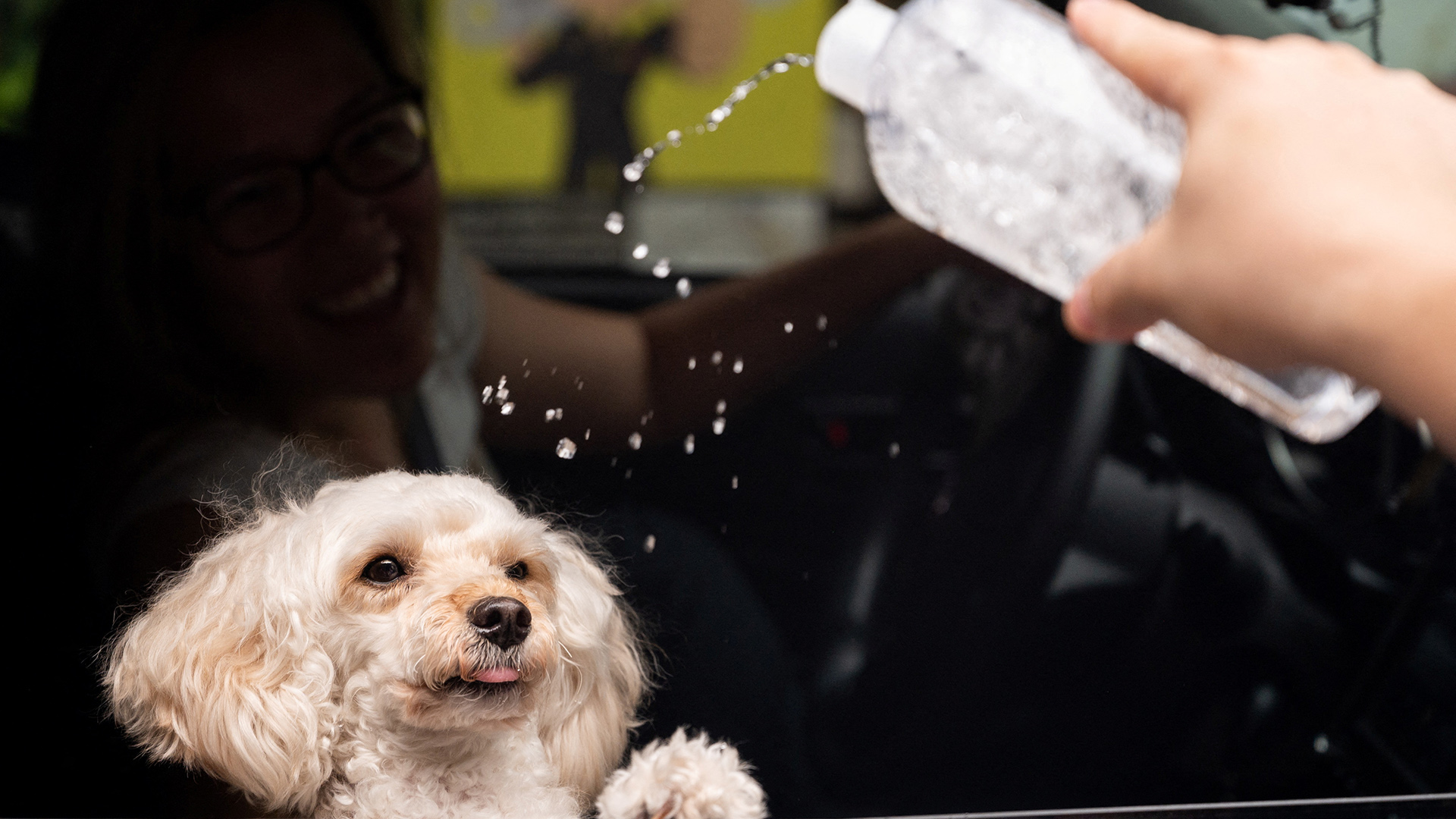 Ein Hund sitzt am offenen Autofenster und wird mit geweihtem Wasser gesegnet. | REUTERS