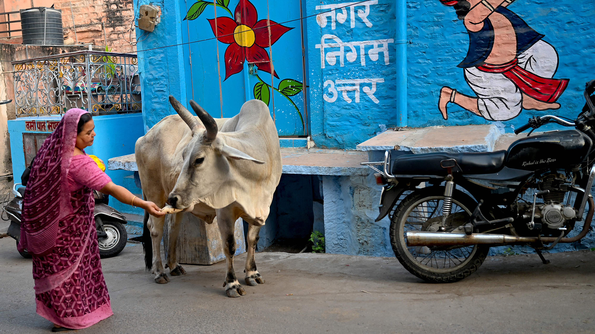 Eine Frau füttert eine Kuh in einer Gasse in Jodhpur (Indien). | AFP