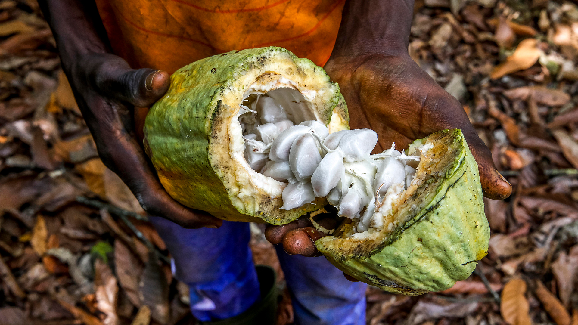 Ein Kind auf einer Kakaoplantage | picture alliance / Godong