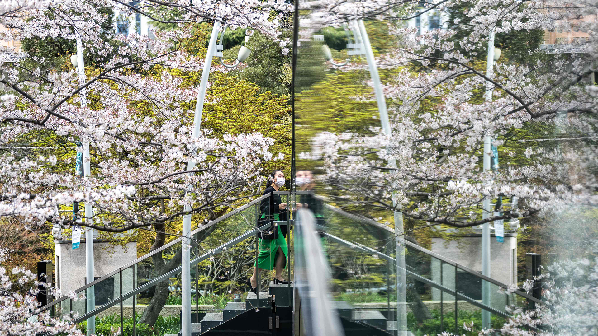 Eine Frau geht neben Kirschblüten im Stadtteil Roppongi in Tokio eine Treppe hinauf. | AFP