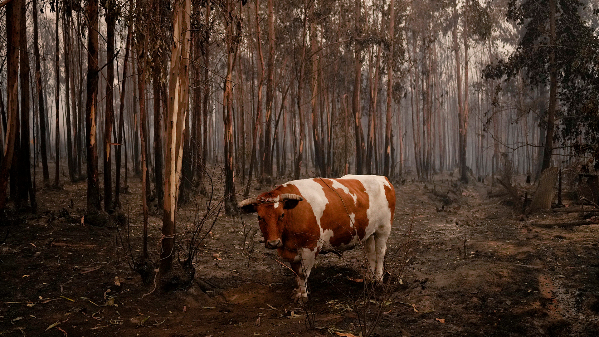 Eine Kuh steht umgeben von verbrannten Bäumen. | dpa