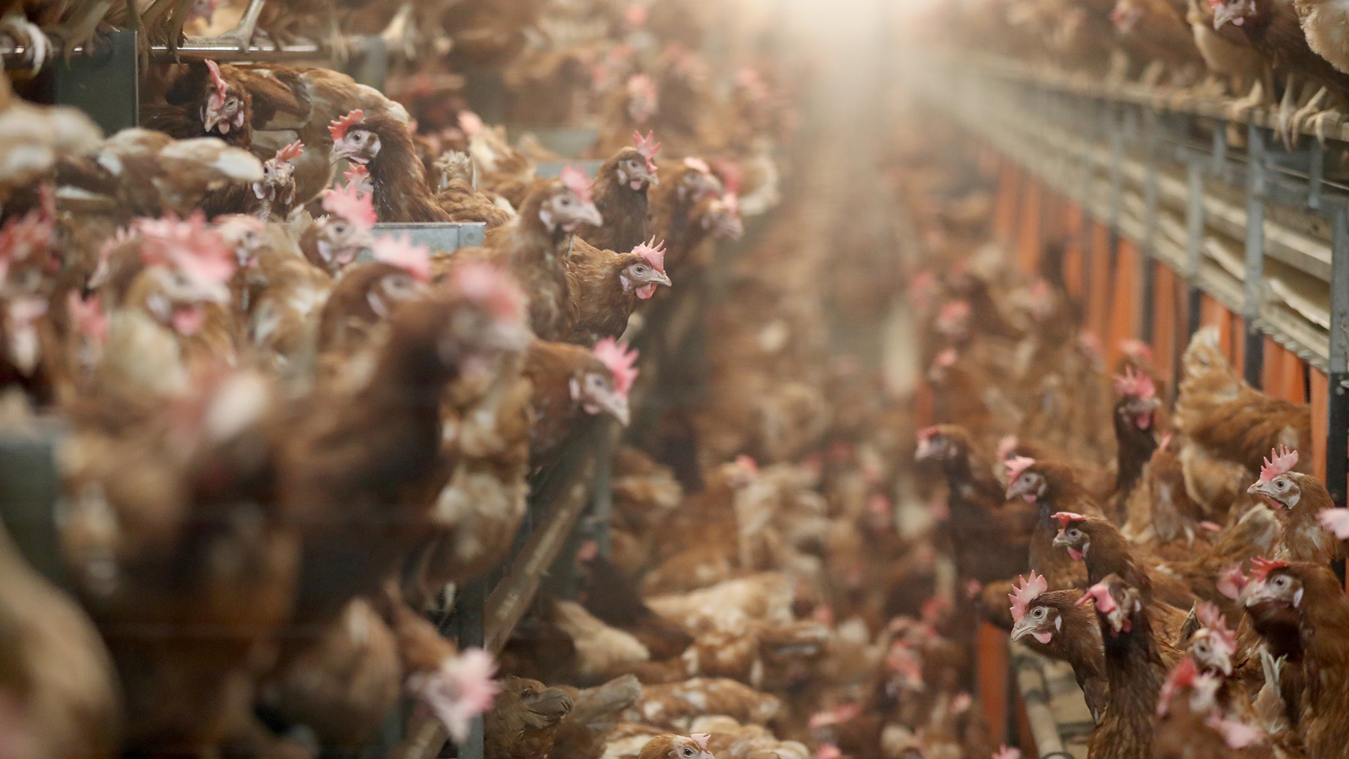 Sehr viele Hühner sitzen eng an eng in einem Stall | dpa