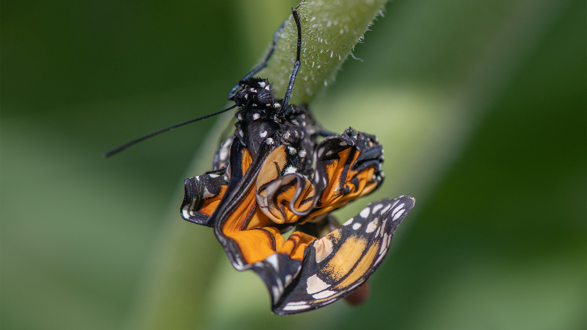 Ein frisch geschlüpfter Monarchfalter mit zerknitterten Flügeln hängt an einem Blütenstengel | picture alliance / NurPhoto