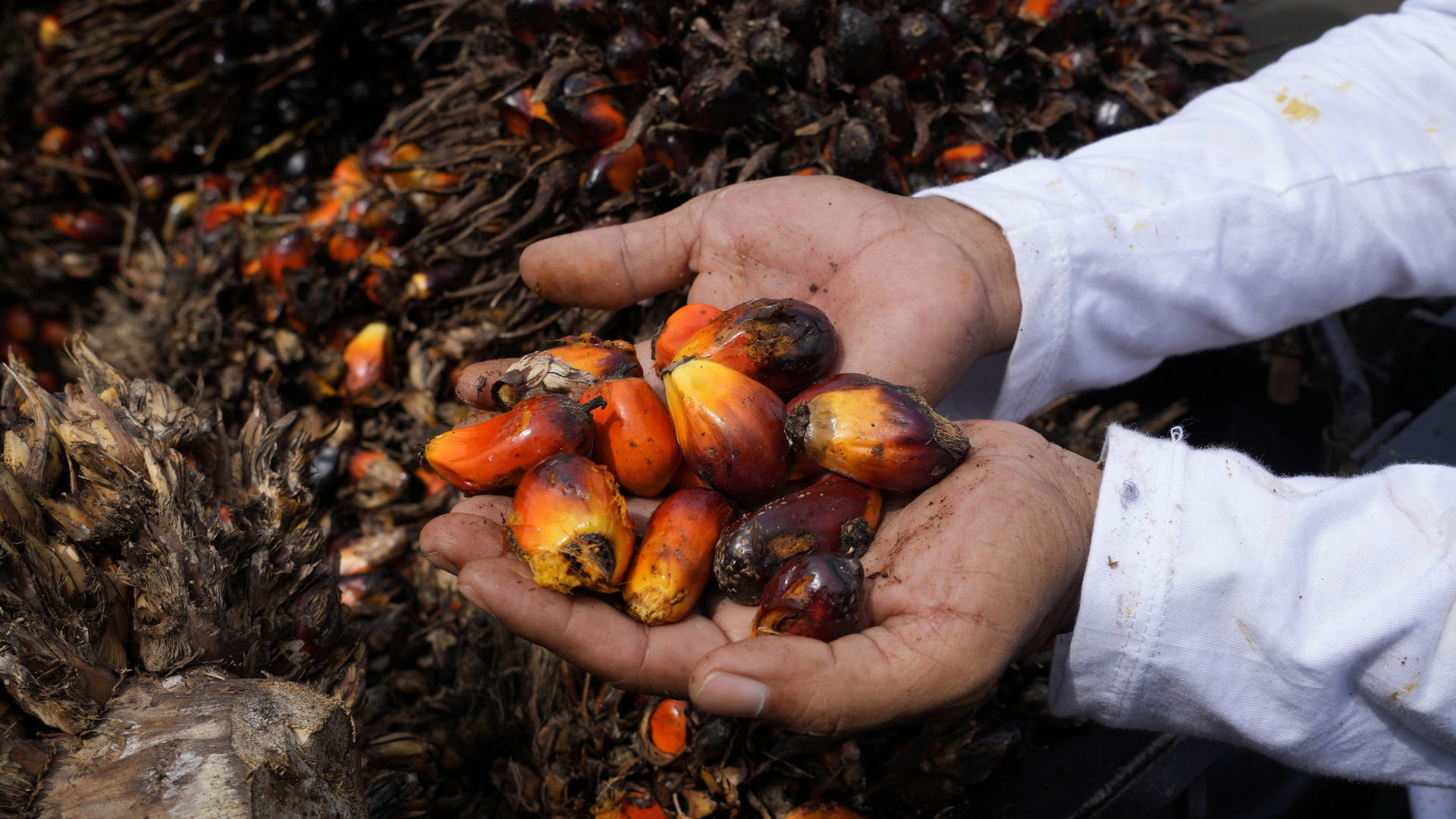 Ein Bauer in Indoesien hält Kerne der Palmölfrüchte. | dpa