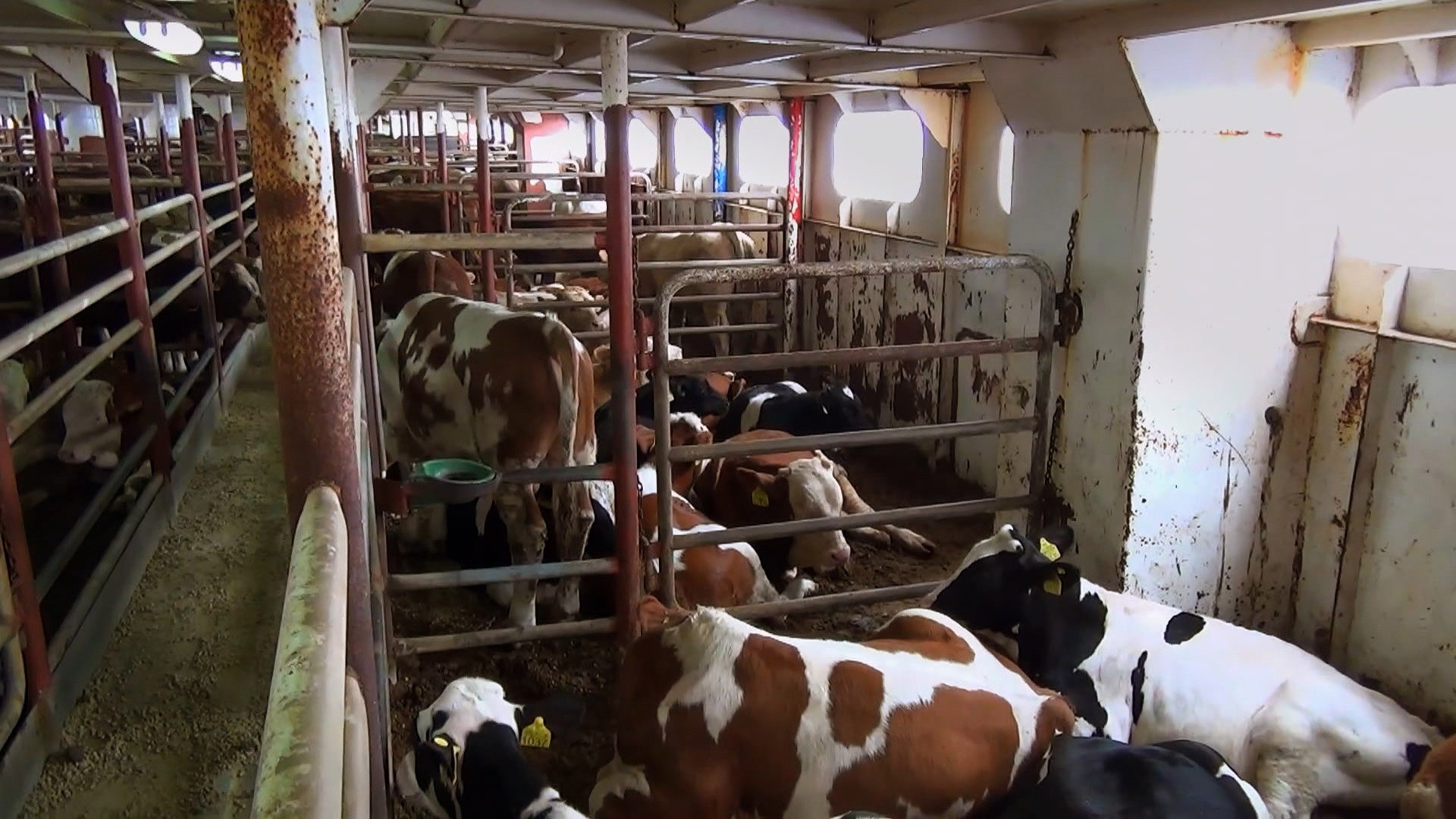 Rinder werden auf ein Transportschiff verladen  | Animal Welfare Foundation