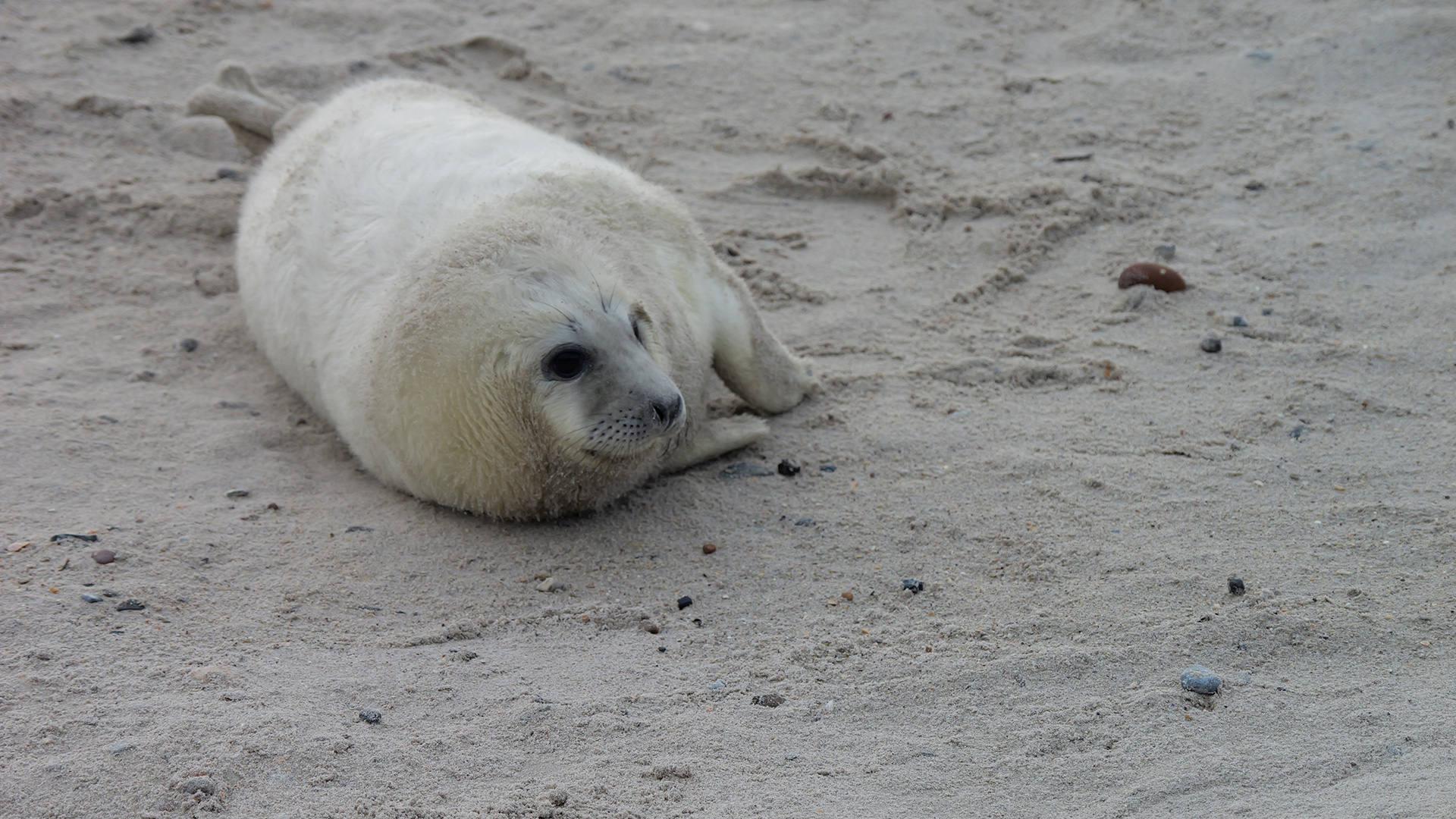 Eine junge Robbe am Strand von Helgoland. | Laura Albus