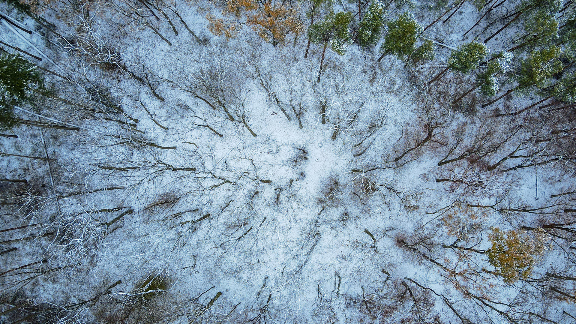 Schnee liegt in einem Wald bei Petersdorf (Brandenburg). | dpa