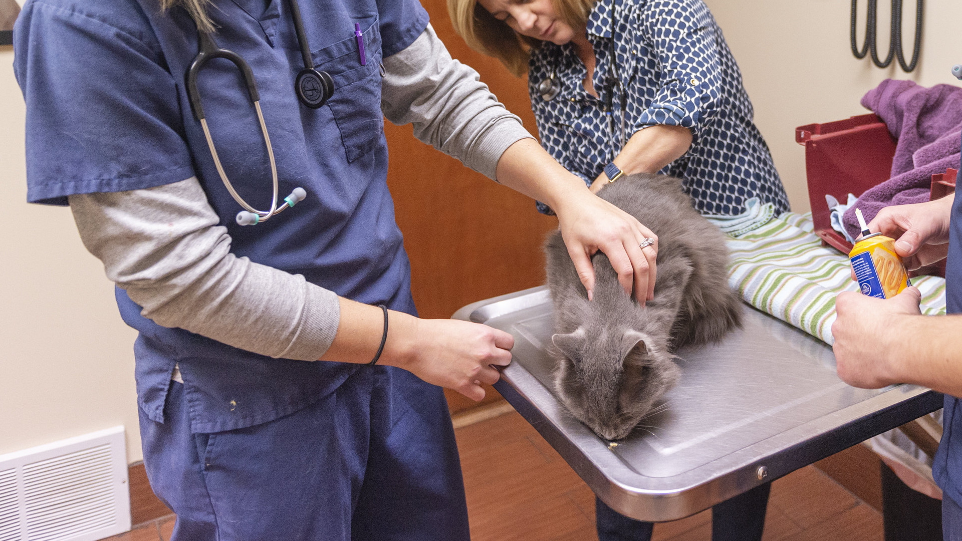 Tierärztin untersucht Katze | AP