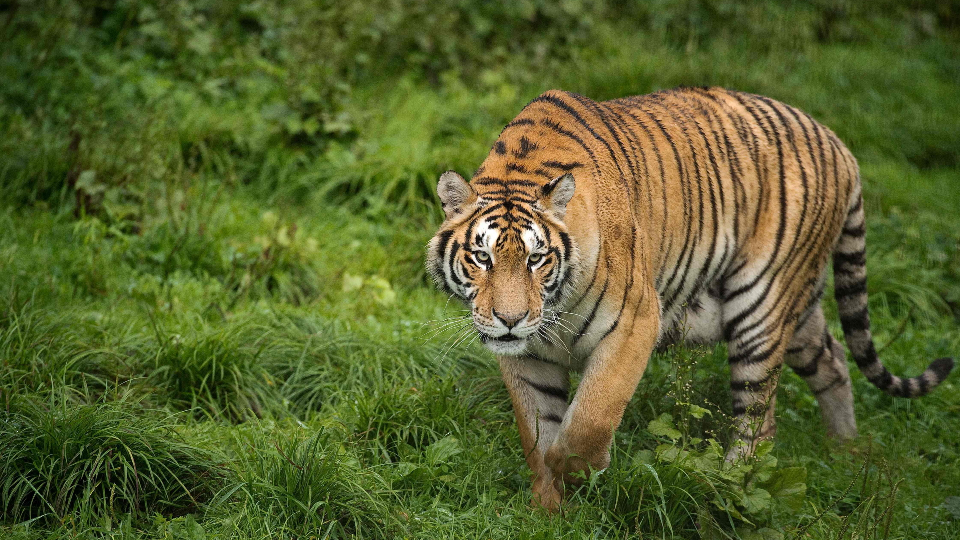 Ein sibirischer Tiger in einem Wildpark. | AFP