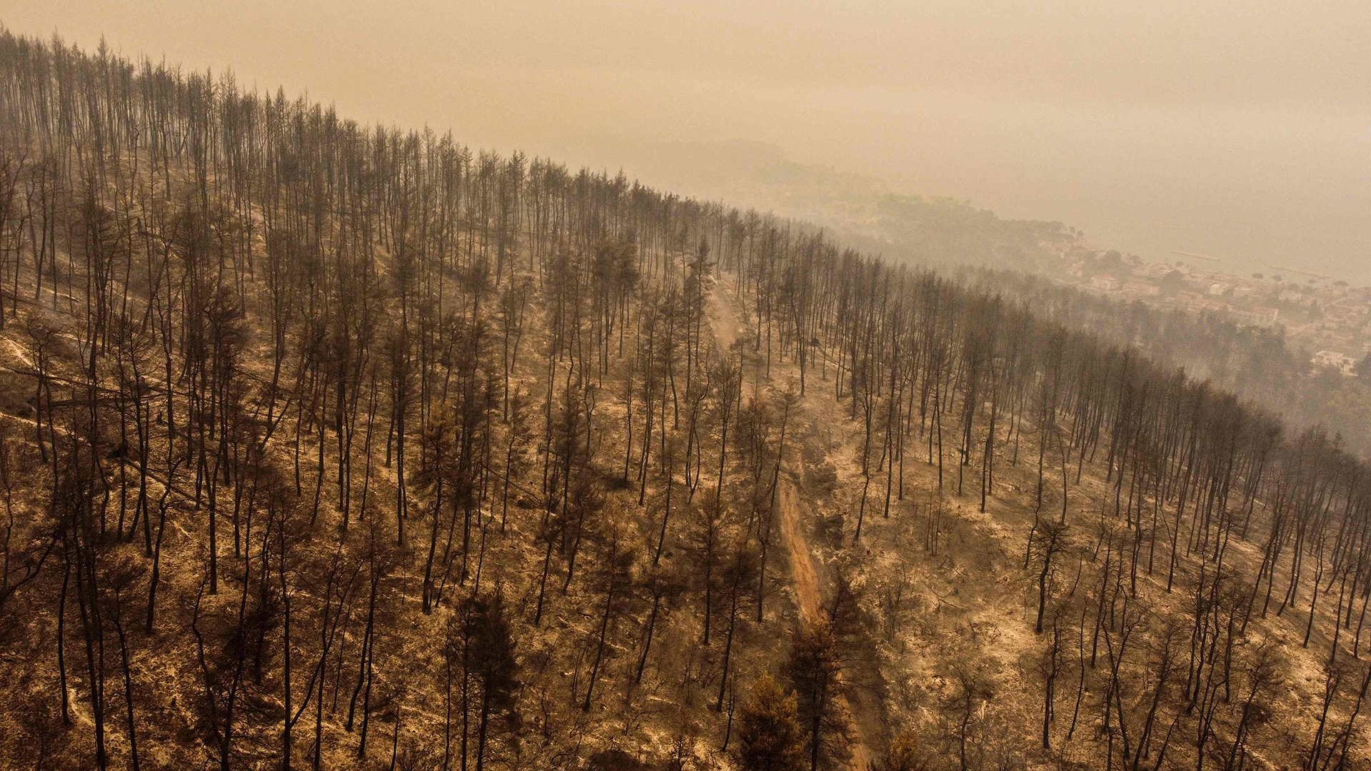 Eine Luftaufnahme ziegt verbrannte Bäume bei Pefki auf der griechischen Insel Euböa. | null