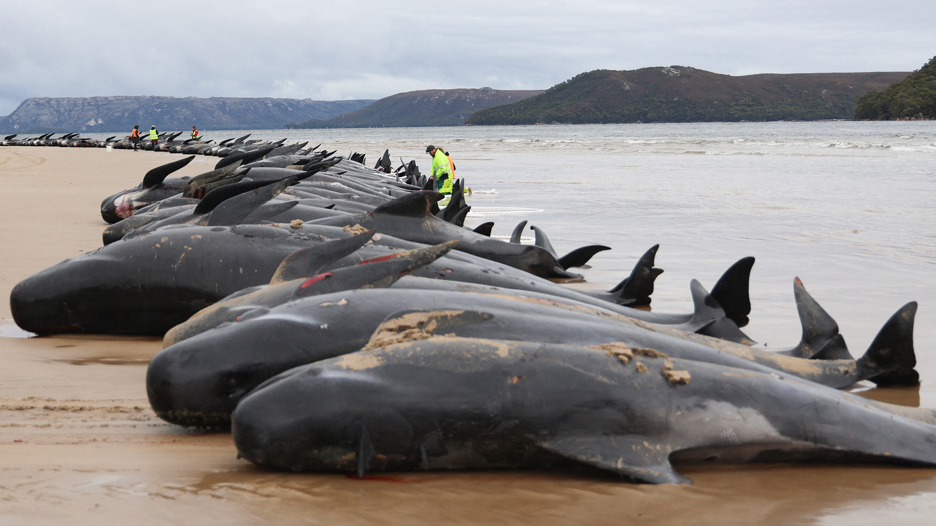 ARCHIV: Gestrandete Wale sind im Macquarie Harbour in Tasmanien verendet. | AFP