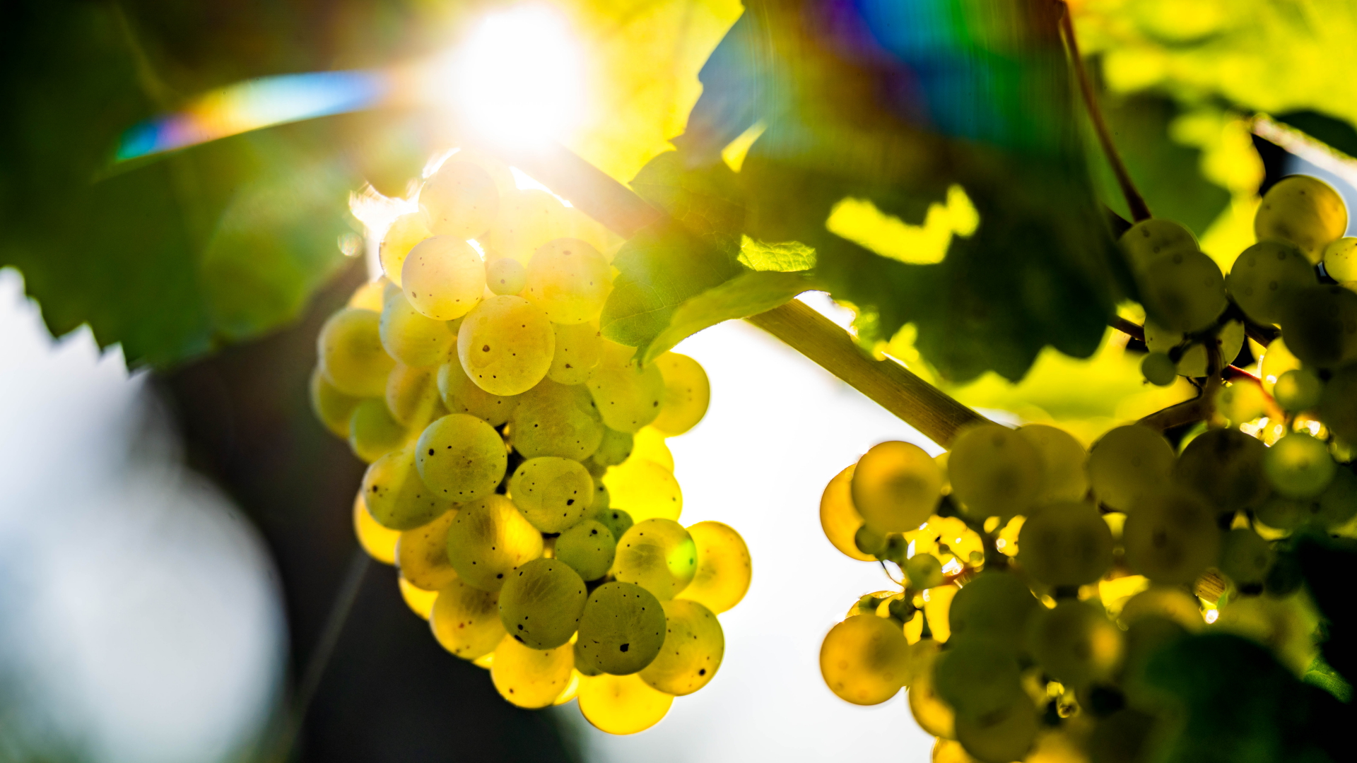Weintrauben reifen im Licht der späten Nachmittagssone auf dem Lohrberg heran, dem einzigen Weinberg der Stadt Frankfurt am Main. | dpa