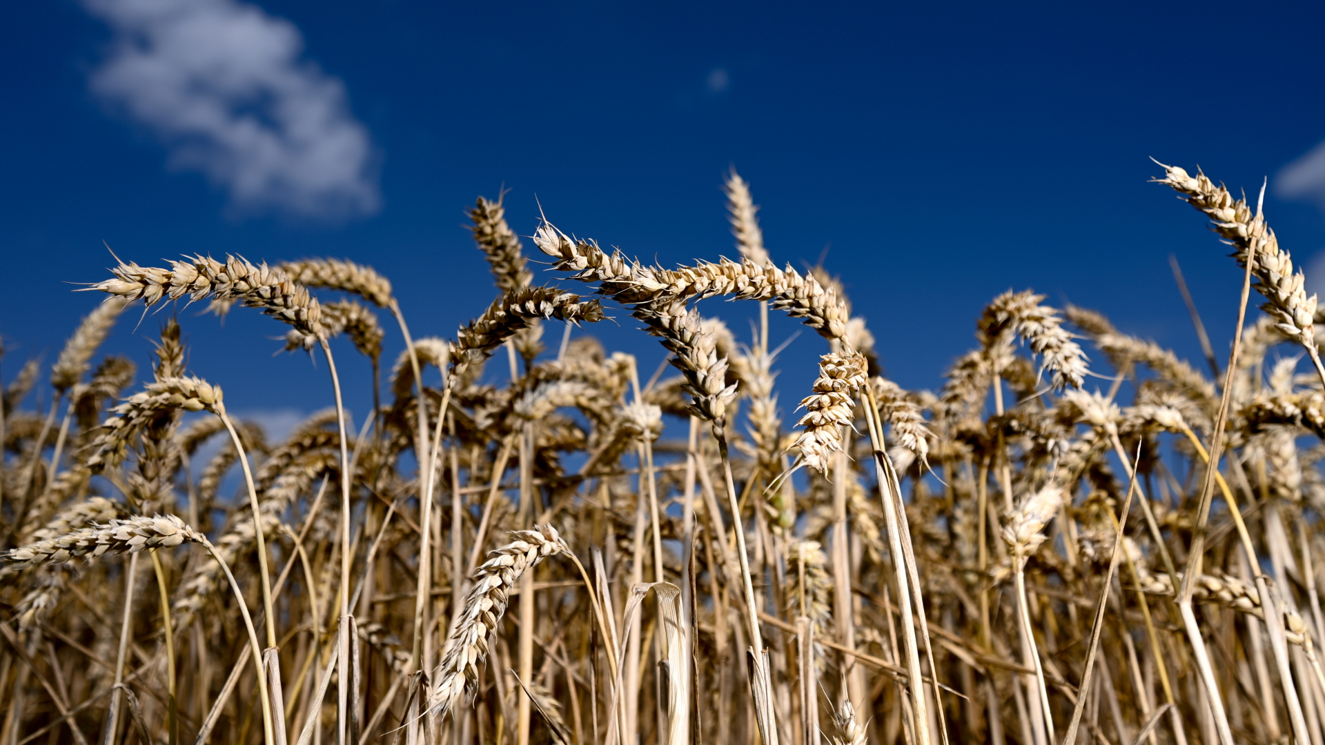 Erntereifer Weizen steht auf einem Feld | dpa
