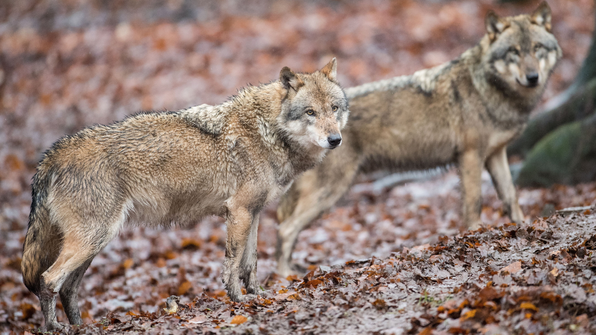 Zwei Wölfe im Wald | dpa