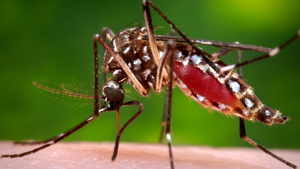Eine Mücke, die das Zika-Virus überträgt sticht in einen Arm. 